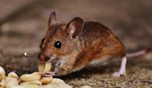 24 Hour & Emergency Exterminators in RTP, NC